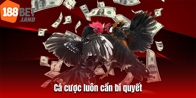 Cá cược luôn cần bí quyết