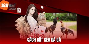 Cách bắt kèo đá gà