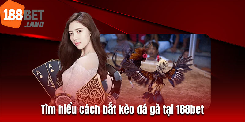 Tìm hiểu cách bắt kèo đá gà tại 188bet