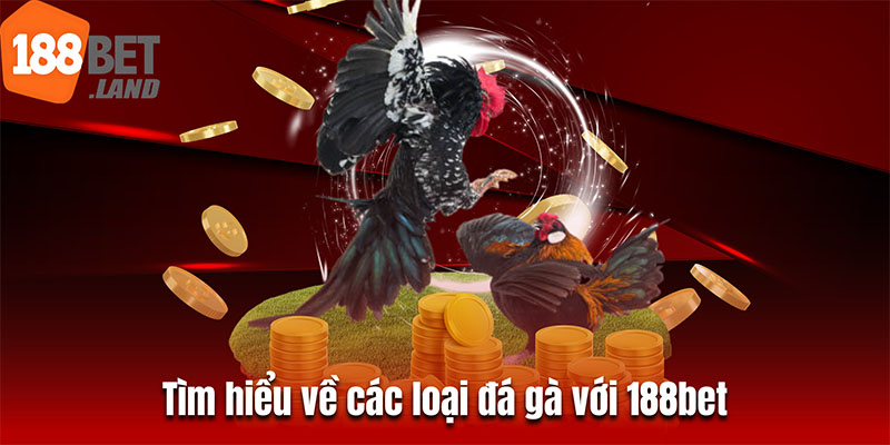 Tìm hiểu về các loại đá gà với 188bet